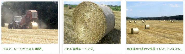ゴロン！ロールが出来た瞬間。 これが麦稈ロールです。 北海道の代表的な風景にもなっていますね。