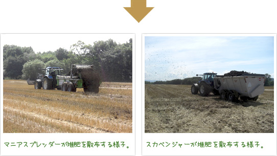 マニアスプレッダーが堆肥を散布する様子。