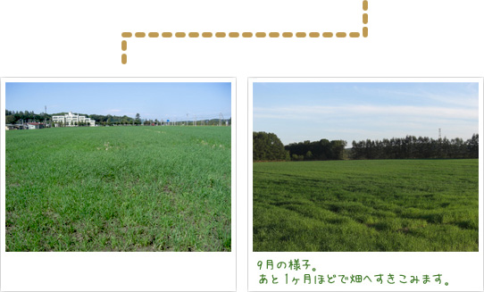 9月の様子。あと1ヶ月ほどで畑へすきこみます。
